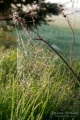 019_Biebrza - maj 2013